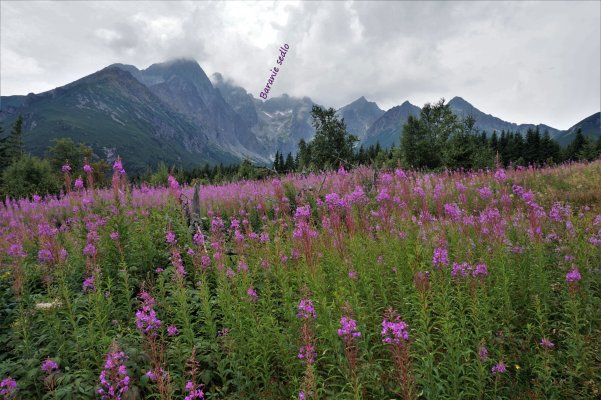 Vysoké Tatry