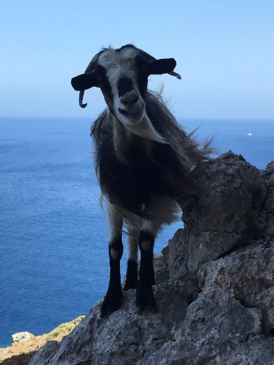 Κάλυμνος